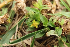 Synedrella nodiflora