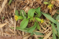 Synedrella nodiflora