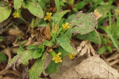 Synedrella nodiflora
