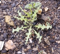 Caulanthus lasiophyllus