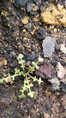 Caulanthus lasiophyllus