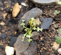 Caulanthus lasiophyllus