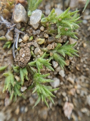 Loeflingia squarrosa