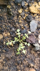 Caulanthus lasiophyllus