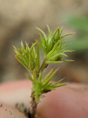 Loeflingia squarrosa