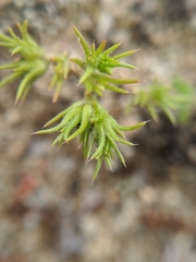 Loeflingia squarrosa