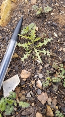 Caulanthus lasiophyllus