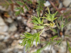 Loeflingia squarrosa