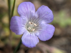 Phacelia douglasii
