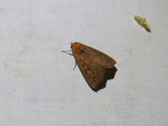 Rusicada combinans