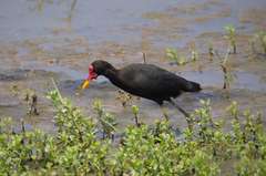 Jacana jacana hypomelaena