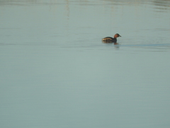 Tachybaptus ruficollis
