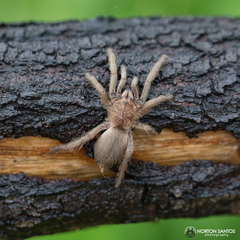 Dolichothele exilis