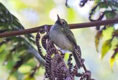 Hemitriccus granadensis