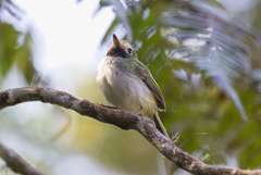 Hemitriccus granadensis