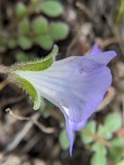 Phacelia douglasii