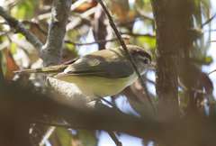 Vireo leucophrys