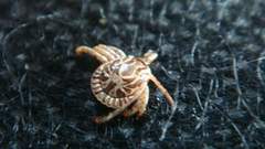 Amblyomma cajennense