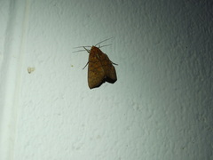 Rusicada combinans