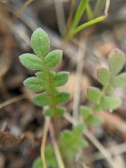 Phacelia douglasii