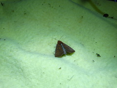 Rusicada combinans