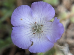 Phacelia douglasii