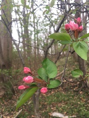 Malus angustifolia