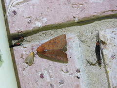 Rusicada combinans