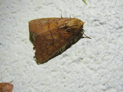 Rusicada combinans