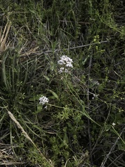 Dryopetalon runcinatum