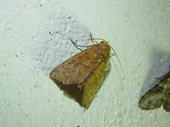 Rusicada combinans