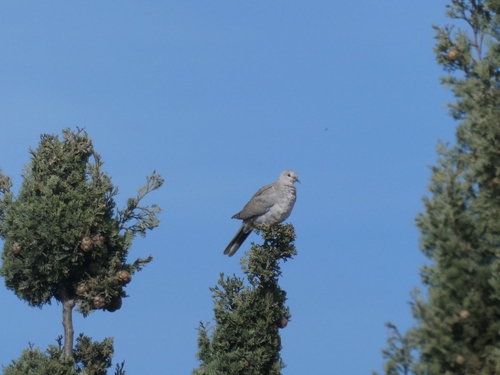 Avistamiento Streptopelia decaocto