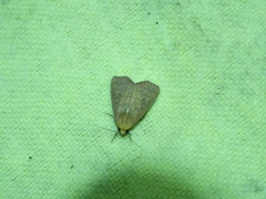 Rusicada combinans