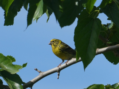 Avistamiento Serinus serinus
