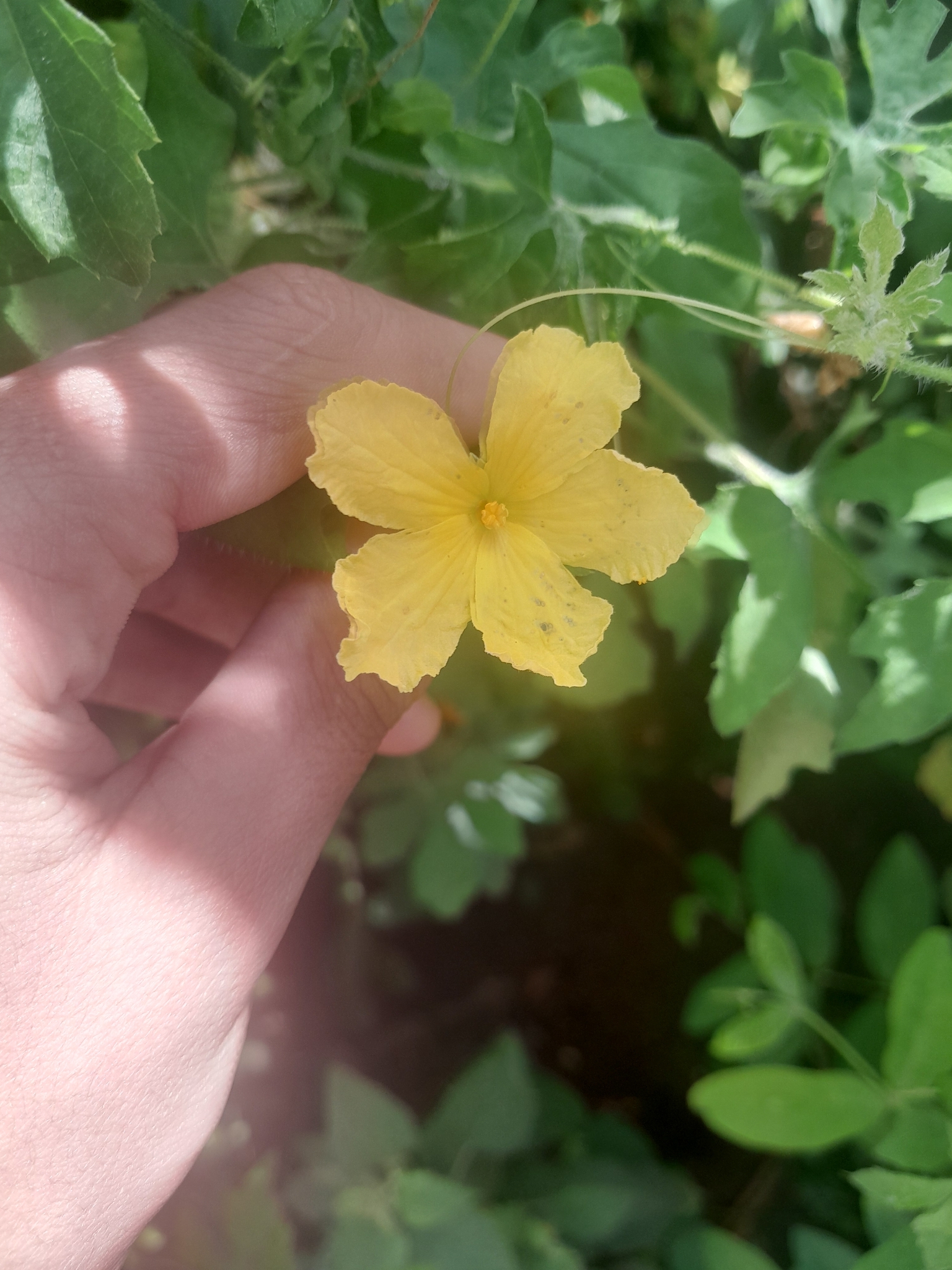 Momordica charantia