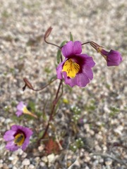 Erythranthe rhodopetra