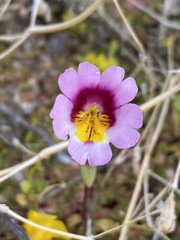 Erythranthe rhodopetra