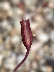 Erythranthe rhodopetra