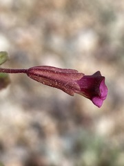 Erythranthe rhodopetra