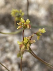 Eriogonum pusillum