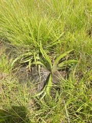 Hypoxis hemerocallidea