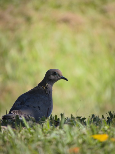 Eared Dove