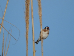 Carduelis carduelis