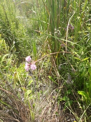 Campuloclinium macrocephalum