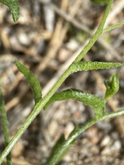 Cryptantha dumetorum