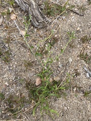 Cryptantha dumetorum