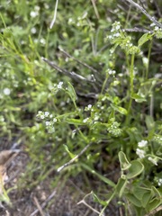 Cryptantha dumetorum