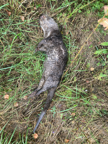 Eurasian Otter