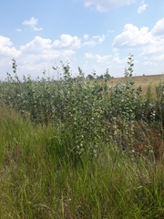 Populus × canescens