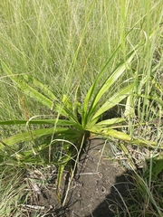 Hypoxis hemerocallidea